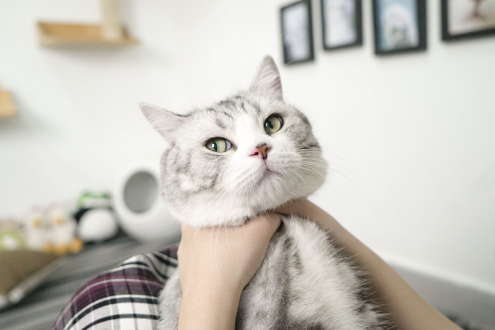 皮蛋:大脸使小猫咪变得不酷