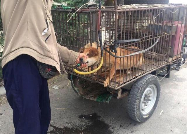 你眼裡的無價寶貝，上了車只論斤賣！