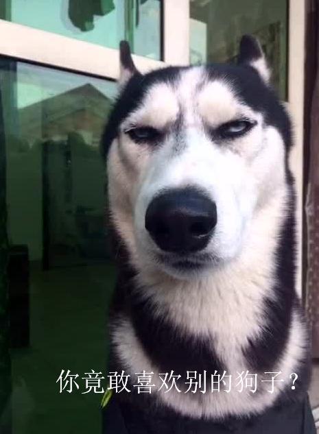 妒忌心最强的5种狗狗,连看其他狗狗一眼都不行!