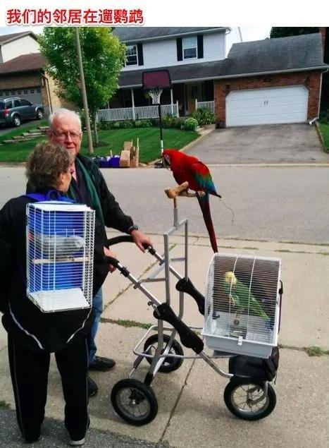 跟逗比做邻居是怎样的体验?真的能笑死你