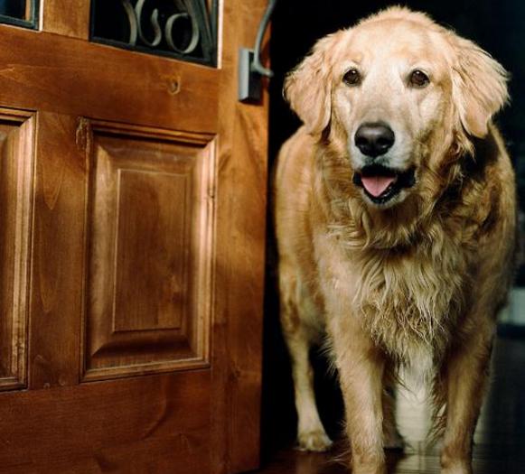 养狗秘籍-6个理由不选着养金毛