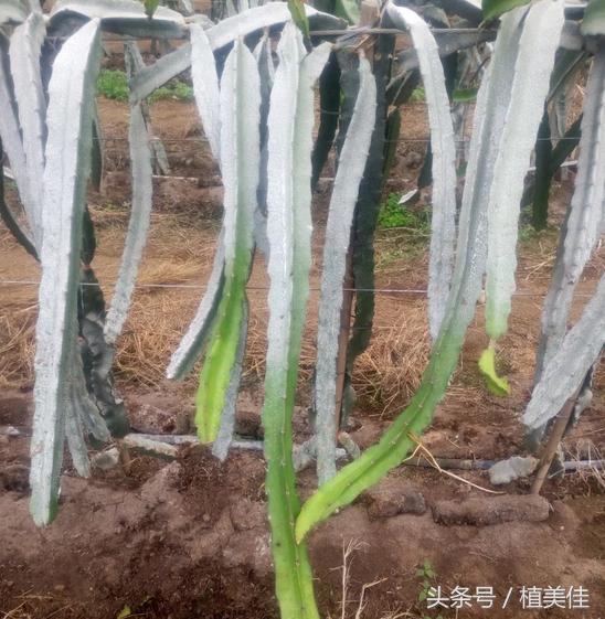 火龙果春季修剪技术,侧枝侧芽、顶芽要摘除