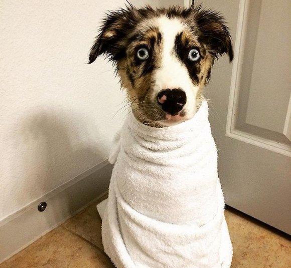 如何给宠物优雅的洗澡? 先拿浴巾裹上再说!