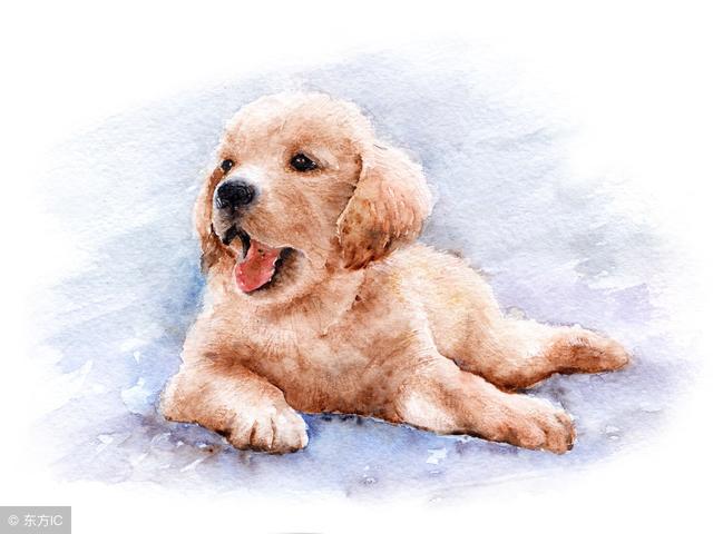 狗得了皮肤病会传染给人吗?