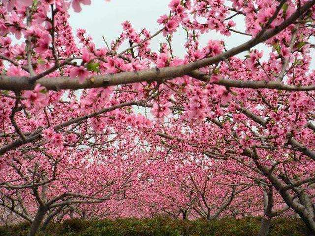 三月桃花盛开