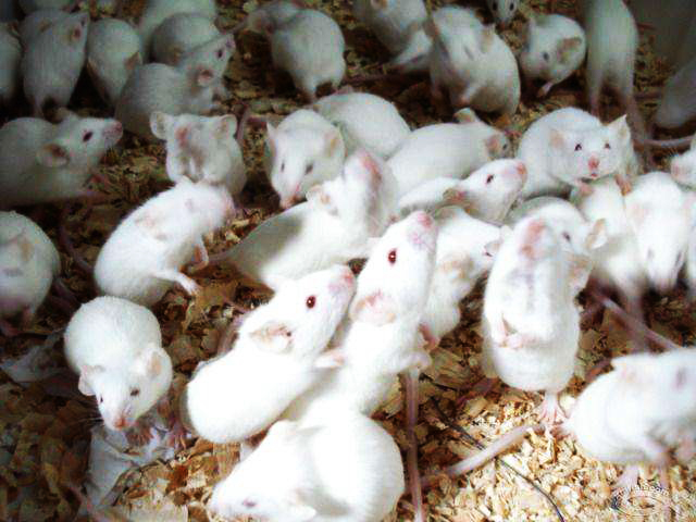 老鼠上千种，为什么科学家非要拿小白鼠做实验?看完恍然大悟