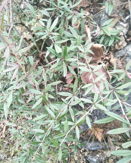 你认识三棵针吗?你知道三棵针有什么秘密