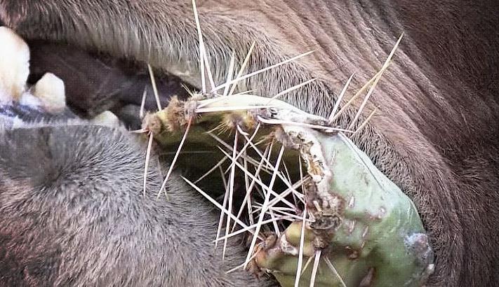 11岁骆驼空口咀嚼仙人掌,带刺吃,不剥皮,网友:讲究