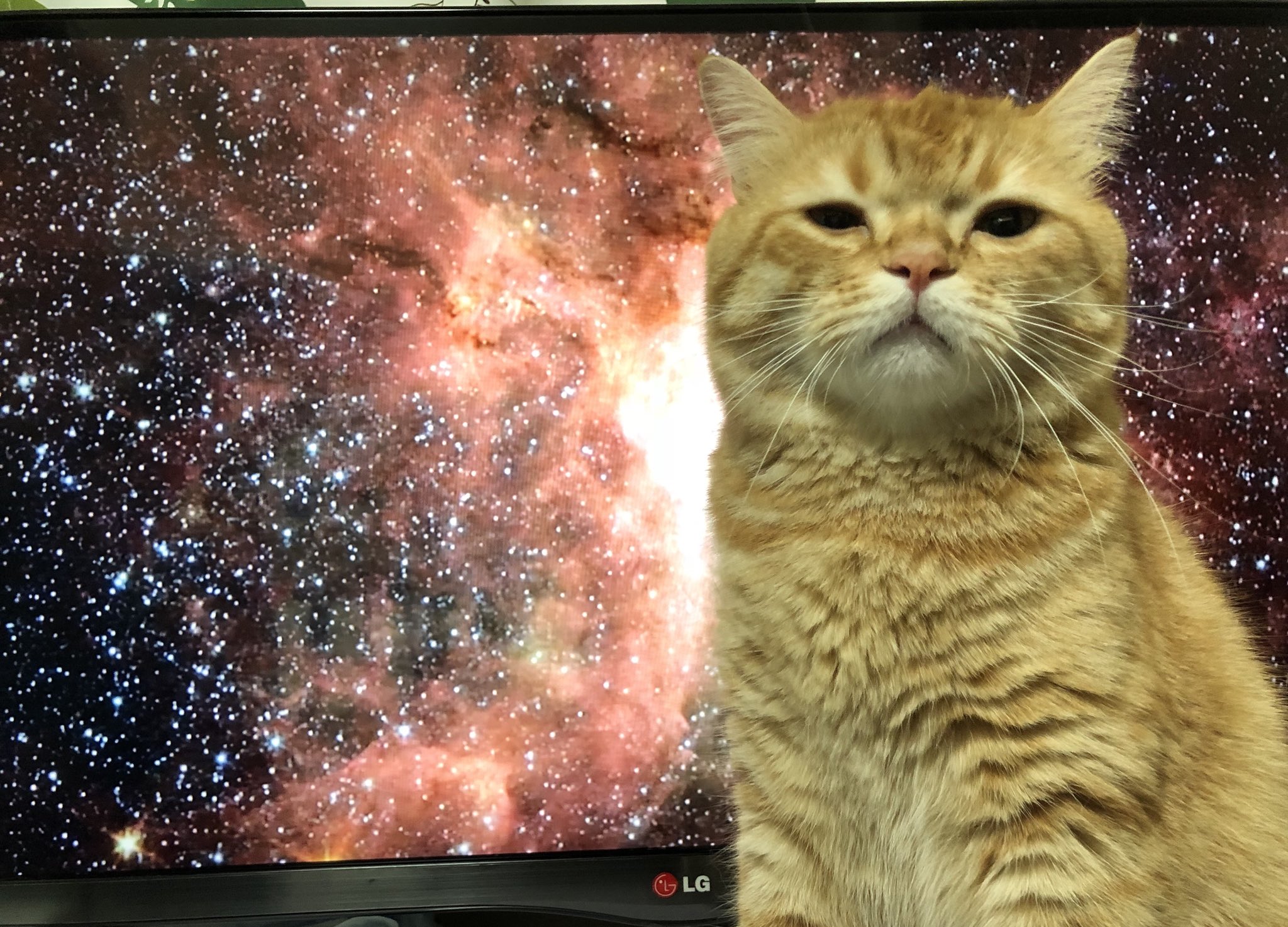 电视正在播放类似宇宙的场景,这时猫跑了过来