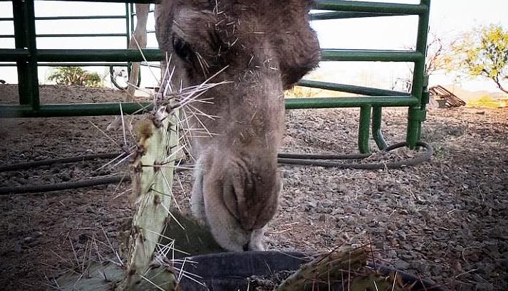 11岁骆驼空口咀嚼仙人掌,带刺吃,不剥皮,网友:讲究