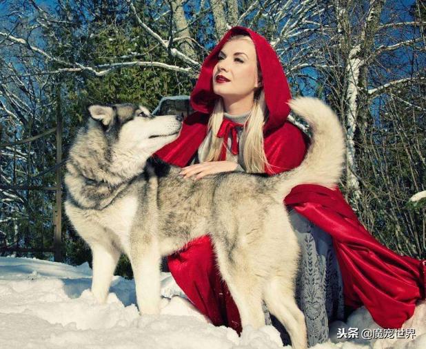 这几种狗狗女生最好不要养，尤其是第三种，80%的人都后悔