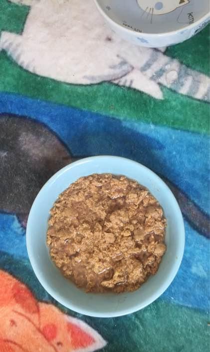 自制了猫粮, 家里的两只猫饿了一天也不肯吃, 我