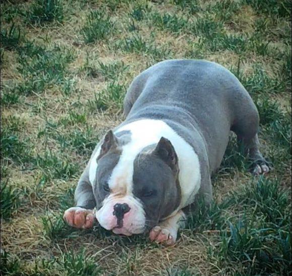 美国恶霸犬:我很丑,但是我很温柔