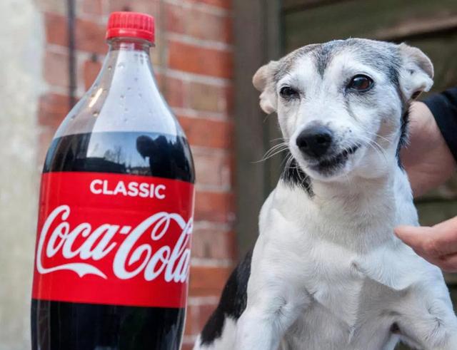 狗狗也爱喝可乐,20岁狗狗喝可乐治好老年痴呆