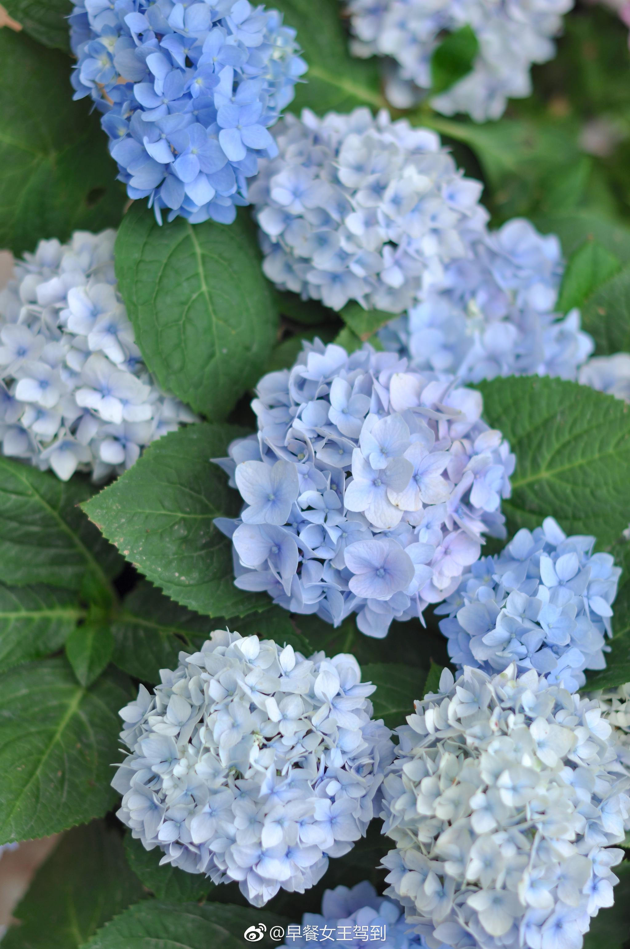 今年的绣球调色成功了梦幻蓝紫色的旋律、佳澄、无尽夏大爱这小