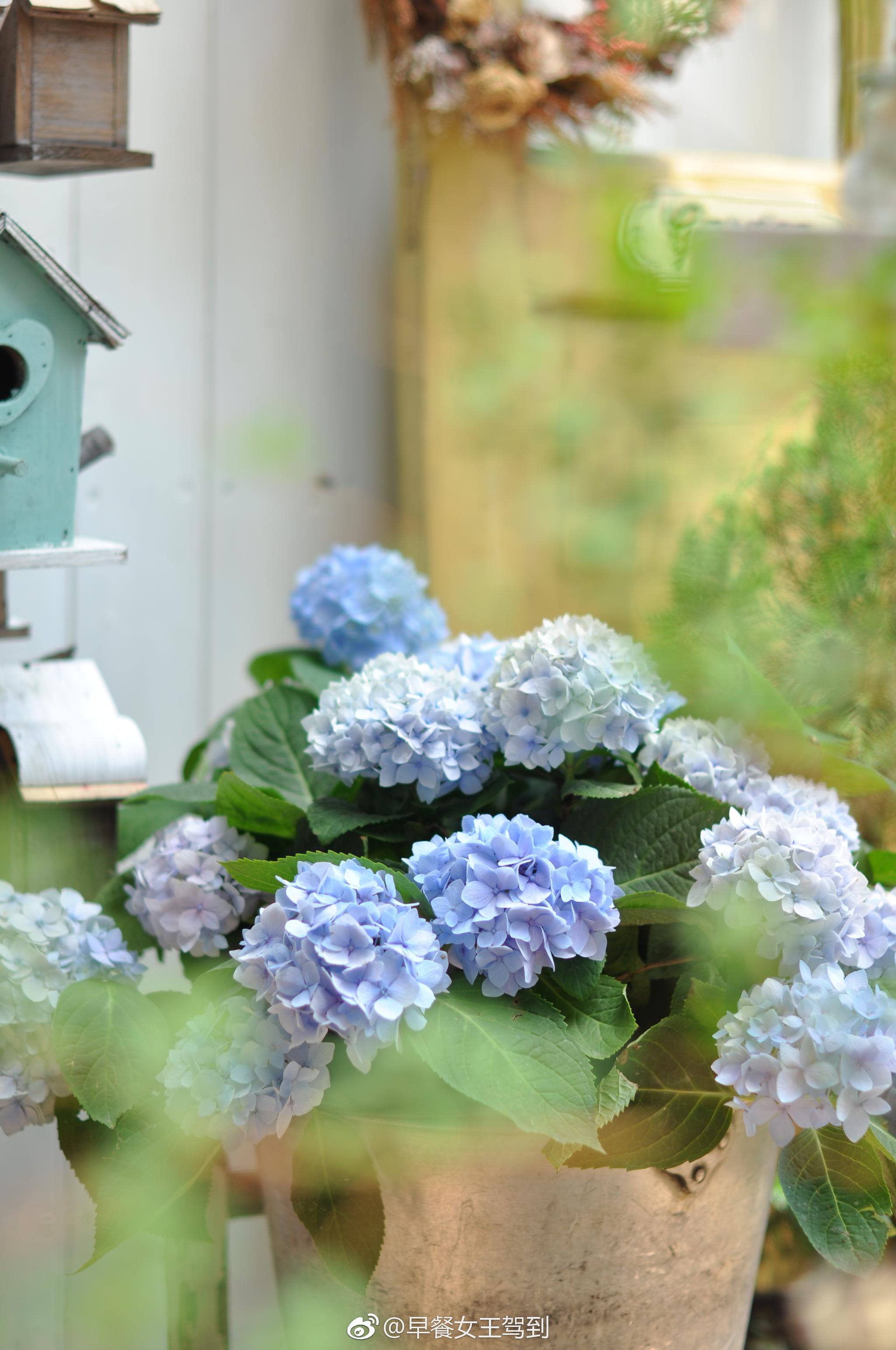 今年的绣球调色成功了梦幻蓝紫色的旋律、佳澄、无尽夏大爱这小