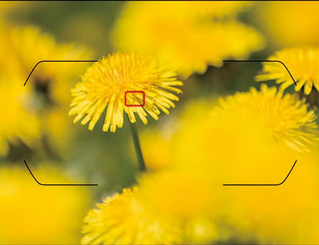 摄影基础知识:详解单反的自动对焦