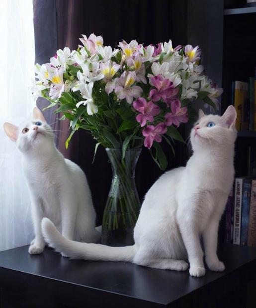 两只眼睛颜色不一样的猫咪,藏着什么样的秘密