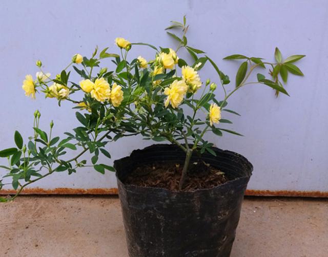 木香花善于攀援花枝俏丽蜿蜒垂下宛如一泻瀑布漂亮极了