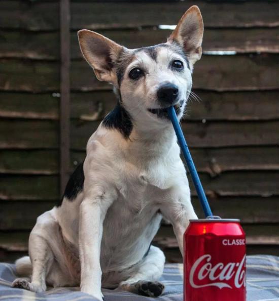 狗狗也爱喝可乐,20岁狗狗喝可乐治好老年痴呆