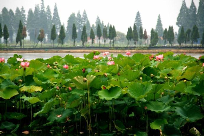 江苏南京高淳区五个值得一去的旅游景点,喜欢
