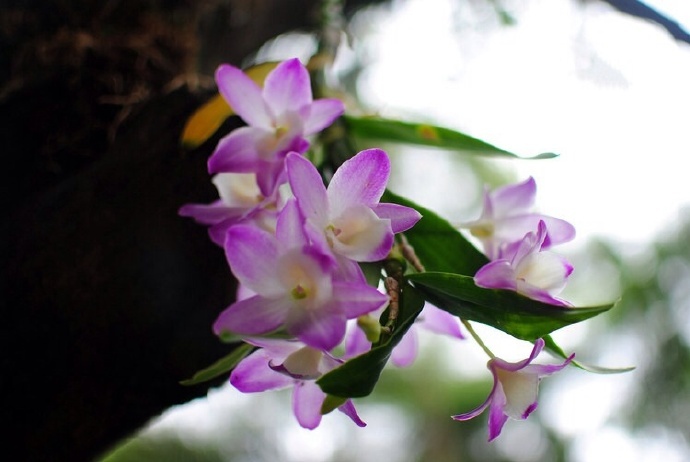 空谷有佳人,倏然抱幽独。东风时拂之,香芬远弥