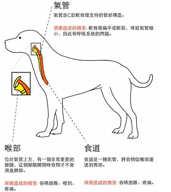 错误的项圈佩戴对狗狗,就是一把无情刀!