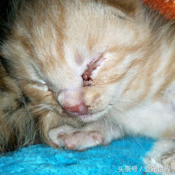 崩溃!母猫叼小猫嘴巴松了没叼住,把奶猫摔了下