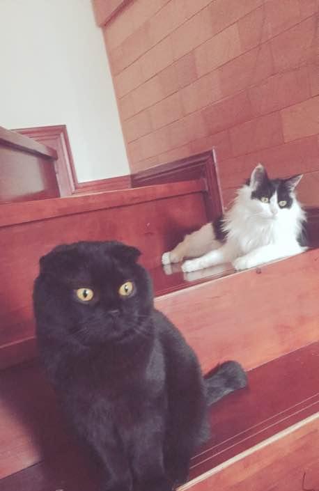 自制了猫粮, 家里的两只猫饿了一天也不肯吃, 我