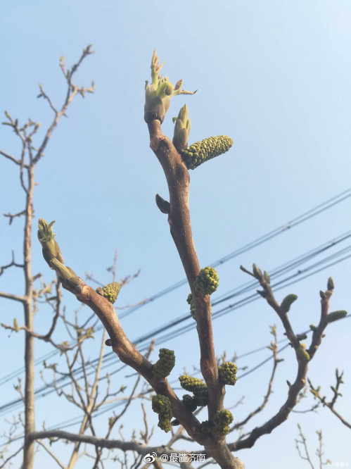春风吹拂核桃树吐芽抹绿待花开,花穗能吃您知