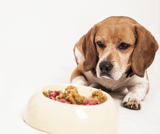 新手养狗注意事项