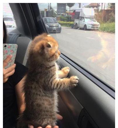 猫咪坐车特爱看窗外, 满脸都戏: 快看啊, 这就是朕的