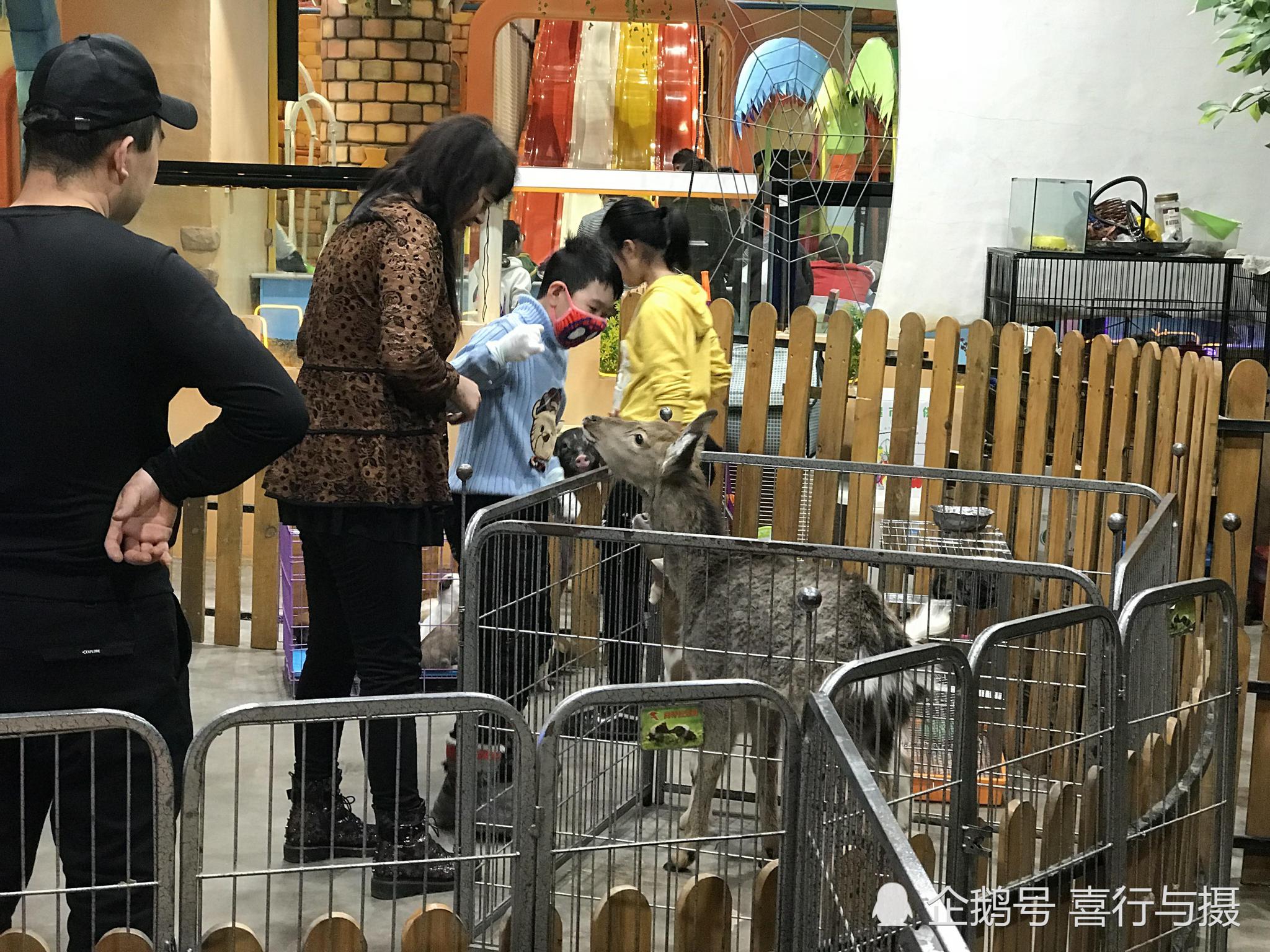 商场内新开动物园 小孩高兴大人烦心 为啥