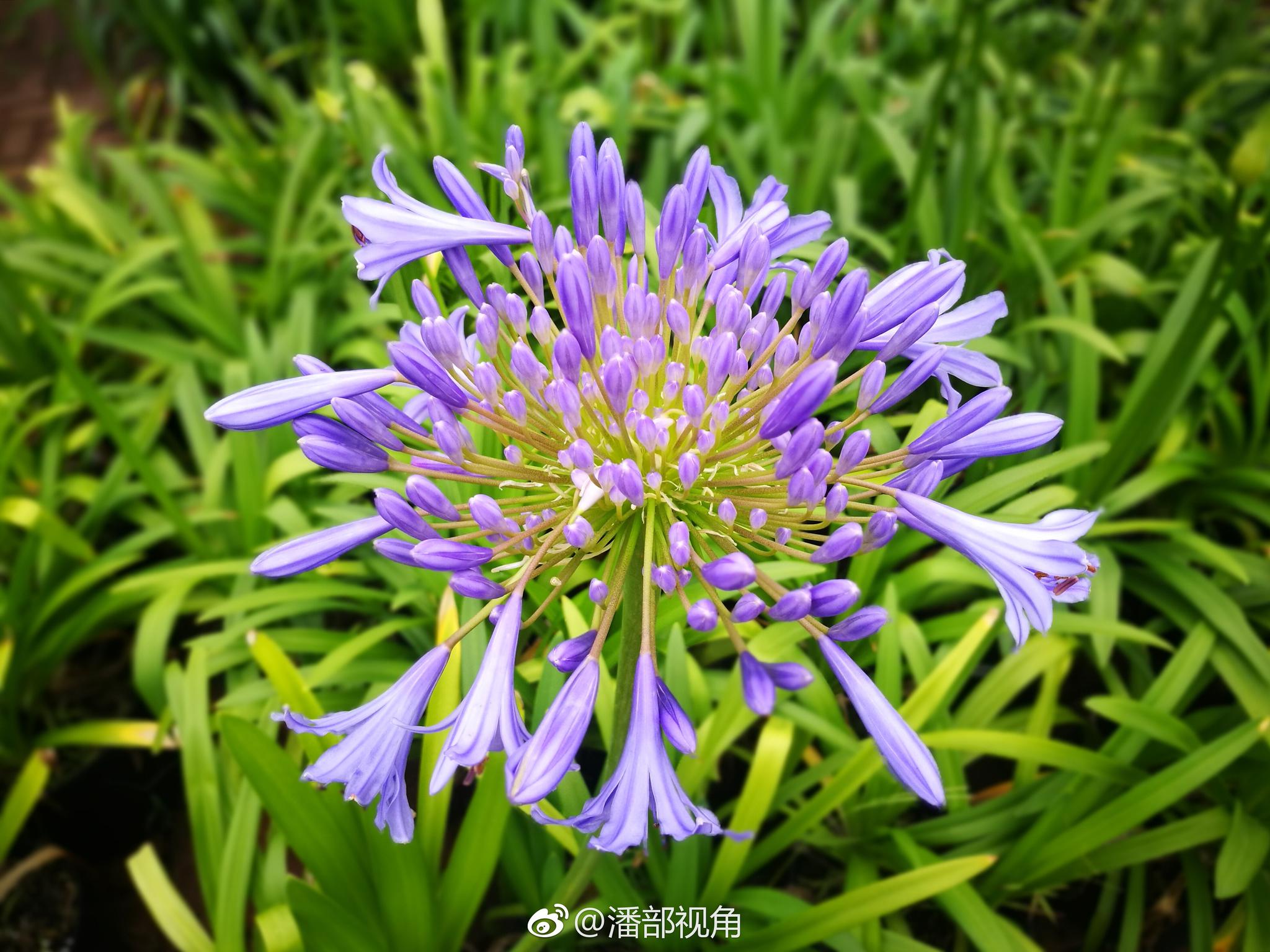 百子莲--”尼罗河的百合“，原产南非，又有非洲”爱情花“之称
