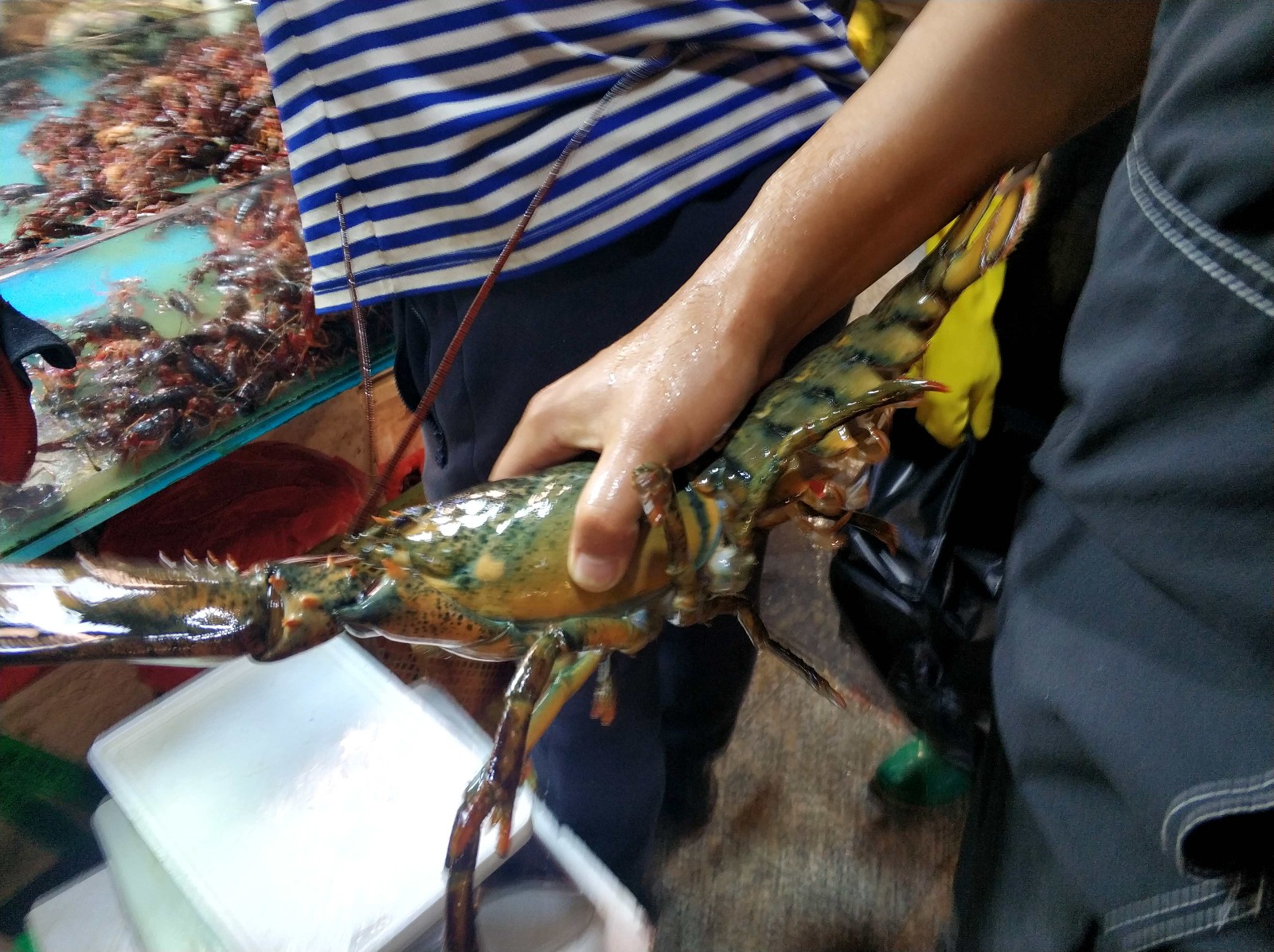 暑期 看真实的青岛地下海鲜市场 一只大龙虾2