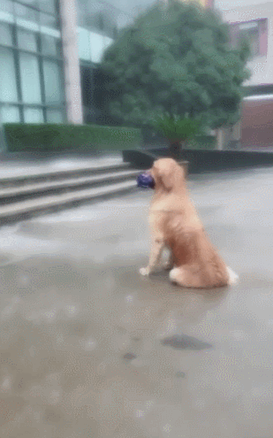 金毛叼着雨伞等主人下班,浑身湿透却不愿离开,网友:别人家的狗