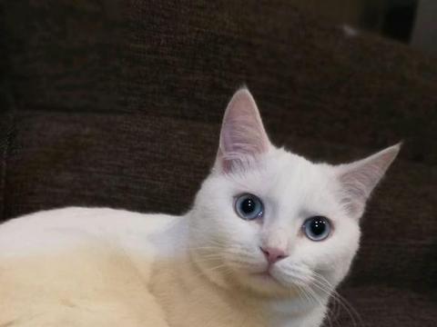 纯白色猫咪图片