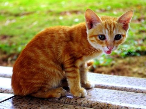 日本田园猫图片