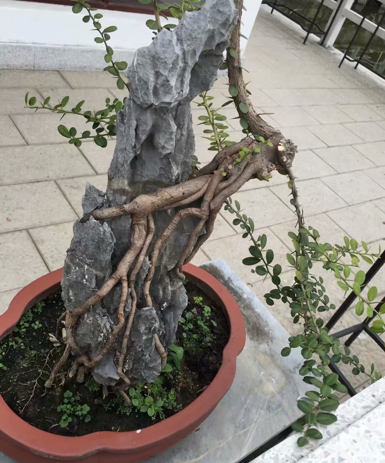 盆景欣赏:弯曲老干抱石生 露爪披鳞欲跃空