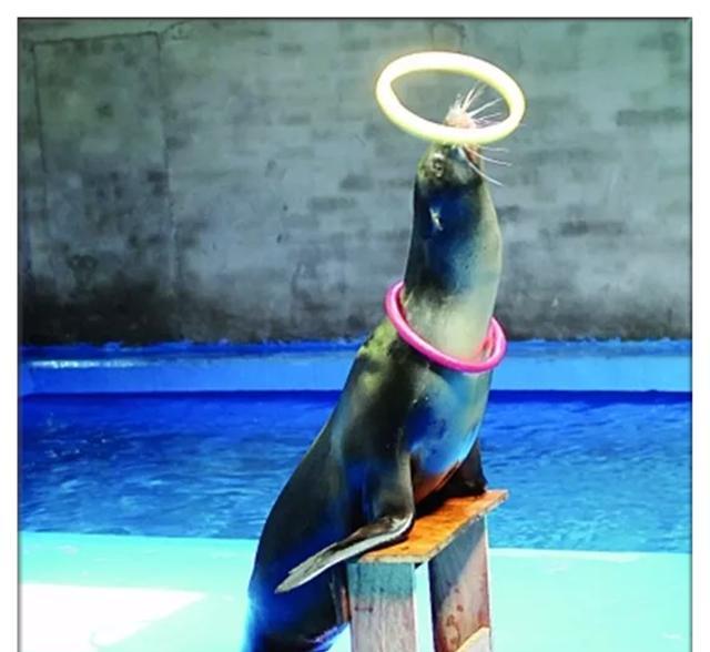 赣州人寒假去哪儿玩?瑞金这家海洋馆不错哦!