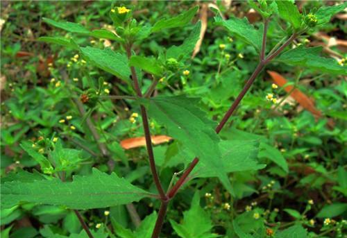 农村长的粘糊菜, 专治风湿关节炎, 你吃过吗?