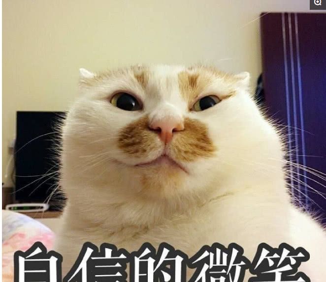 无水印楼楼猫表情包 撸着猫看戏