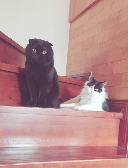 自制了猫粮, 家里的两只猫饿了一天也不肯吃, 我