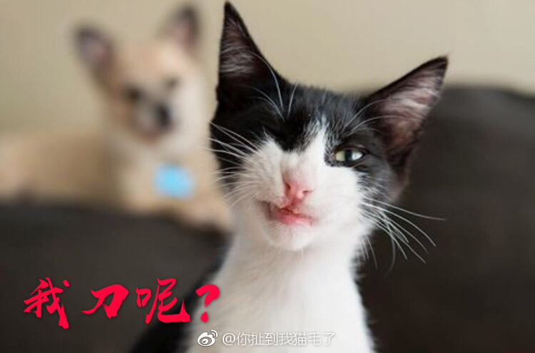 分享一组大佬表情惹不起惹不起表情包信图片微添加怎么图片