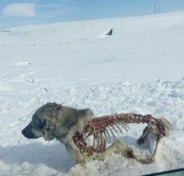 狗和狼哪个厉害?|狼|狗|打斗_新浪网