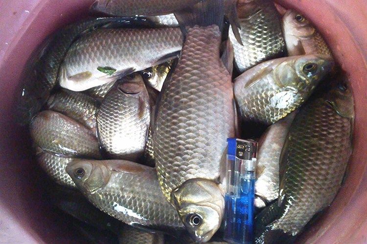 自制四季钓鲫鱼饵料配方 南方的钓友请拿走