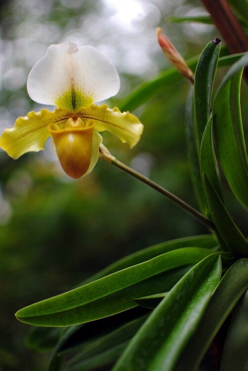 空谷有佳人,倏然抱幽独。东风时拂之,香芬远弥