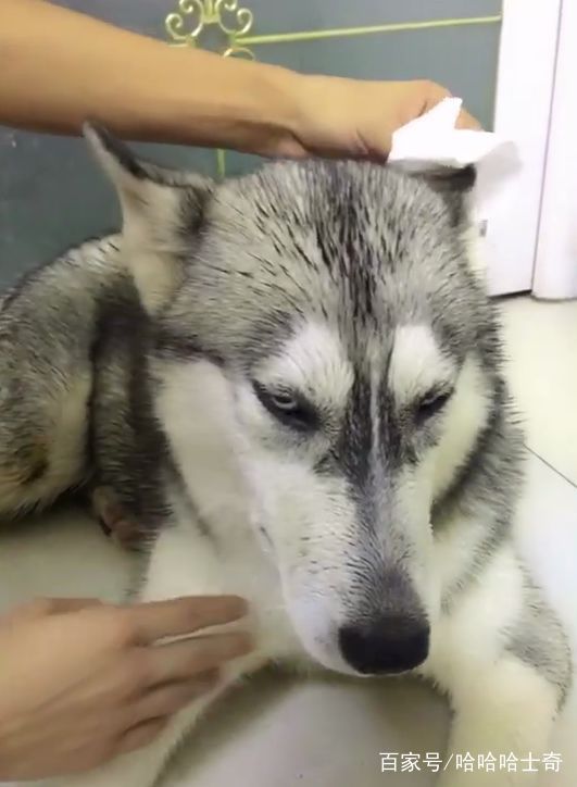 二哈在外面打架打输了,它哭着跑回家,这也太怂