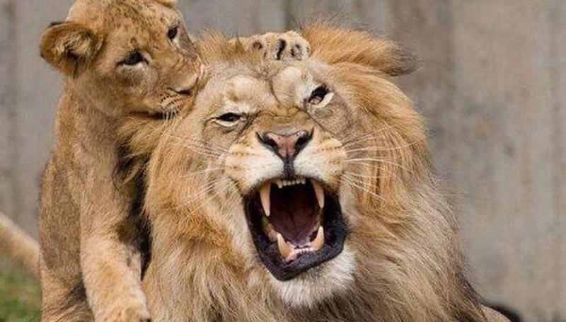 它是万兽之王却被自己孩子欺负, 在凶猛的动物