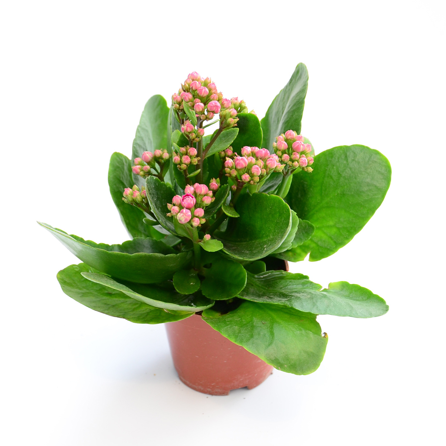 长寿花只长叶不开花怎么办?教你几招,花开停不